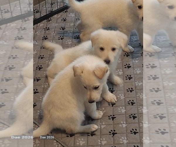 Medium Photo #2  Breeder Profile in FREMONT, NC, USA