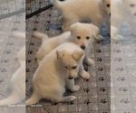 Small #1 Breeder Profile image
