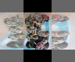 Small Photo #1  Breeder Profile in MONTEVIEW, ID, USA