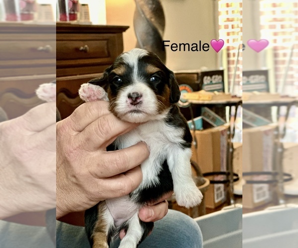 Medium Photo #3  Breeder Profile in TIMMONSVILLE, SC, USA