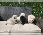 Small breeder photo