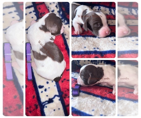 Medium Photo #6  Breeder Profile in THOMPSONVILLE, MI, USA