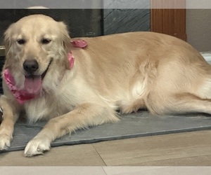 Golden Retriever Dog Breeder near GALT, CA, USA