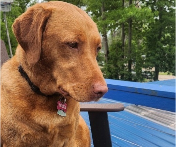 Medium Photo #35  Breeder Profile in BUFFALO, NY, USA