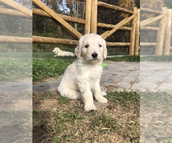 Medium Photo #22  Breeder Profile in SOUTHBURY, CT, USA