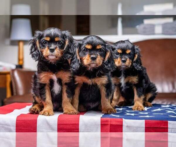 Medium Photo #1  Breeder Profile in NINE MILE FALLS, WA, USA