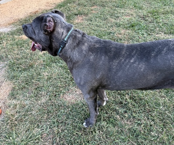Medium Photo #22  Breeder Profile in DAYTON, TX, USA