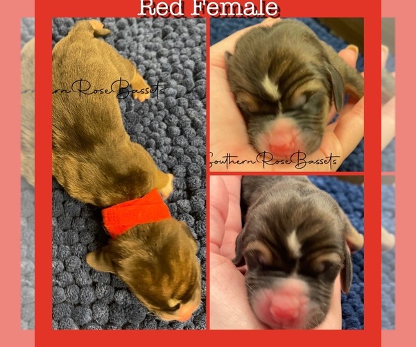 Medium Photo #6  Breeder Profile in TEMPLE, TX, USA