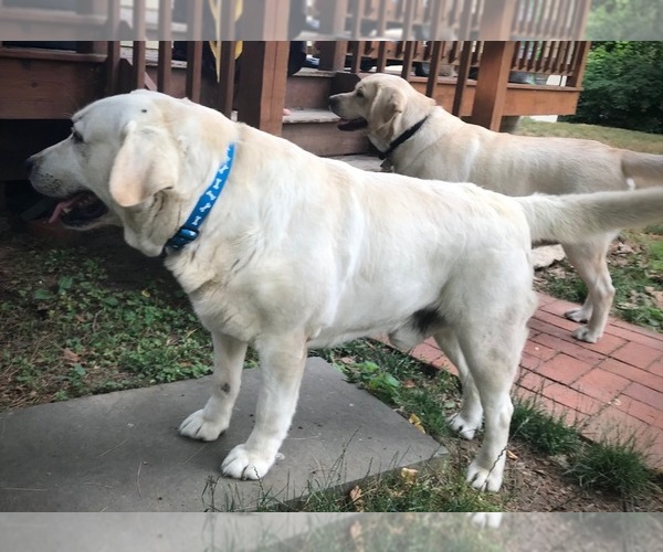Medium Photo #1  Breeder Profile in NORWALK, CT, USA