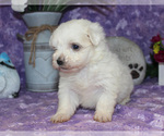 Small #31 Breeder Profile image
