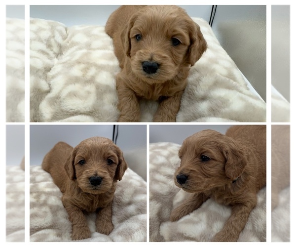 Medium Photo #4  Breeder Profile in SPARTANBURG, SC, USA