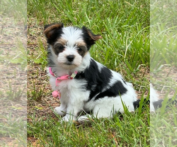 Medium Photo #5  Breeder Profile in CLAYTON, GA, USA