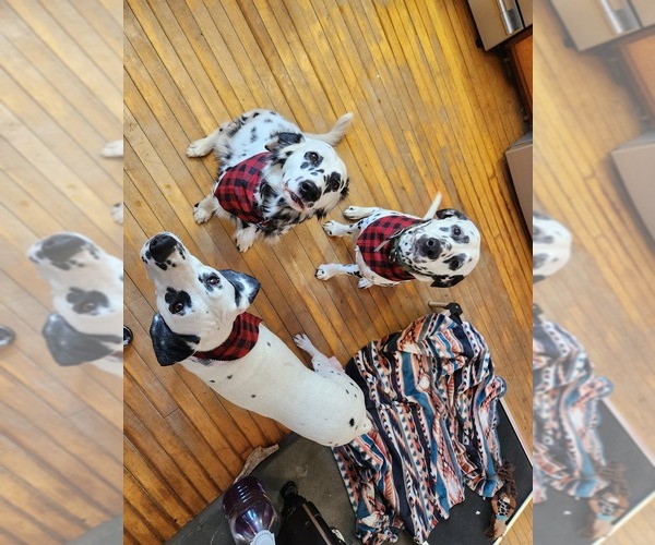 Medium Photo #1  Breeder Profile in VASSALBORO, ME, USA