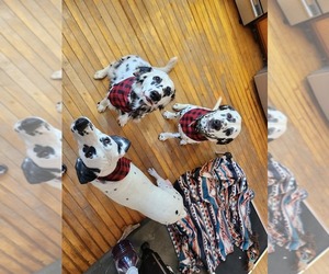 Dalmatian Dog Breeder near VASSALBORO, ME, USA
