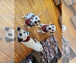 Small breeder photo