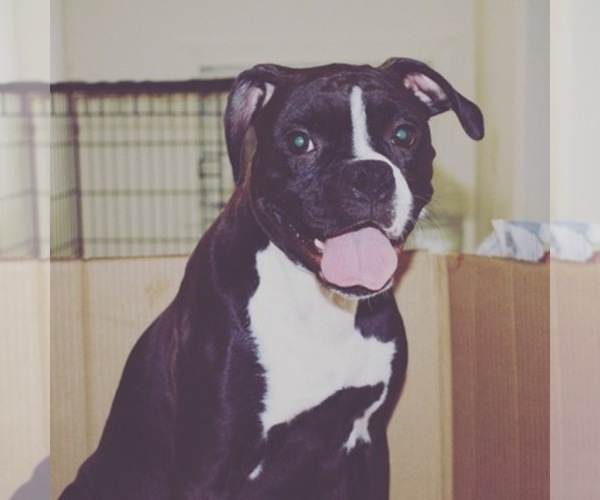 Medium Photo #1  Breeder Profile in SILVERDALE, WA, USA