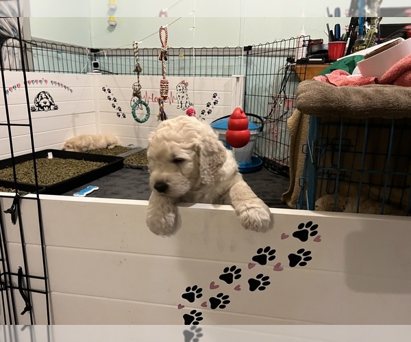 Medium Photo #29  Breeder Profile in HAMPSTEAD, NC, USA