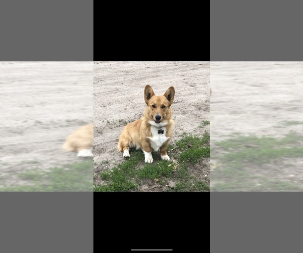 Medium Photo #1  Breeder Profile in AXTELL, NE, USA