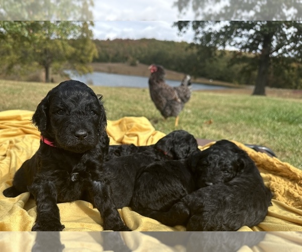 Medium Photo #3  Breeder Profile in ROLLA, MO, USA