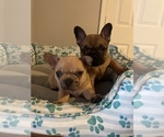 Small breeder photo