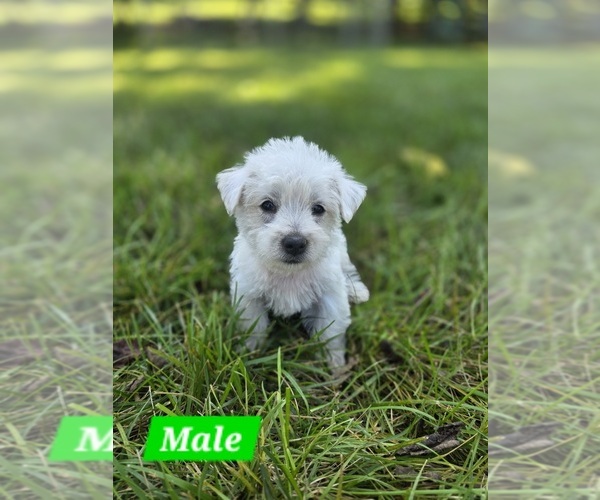 Medium Photo #1  Breeder Profile in HARTSVILLE, TN, USA