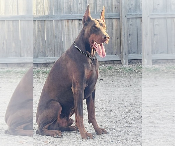 Medium Photo #5  Breeder Profile in COLORADO SPRINGS, CO, USA
