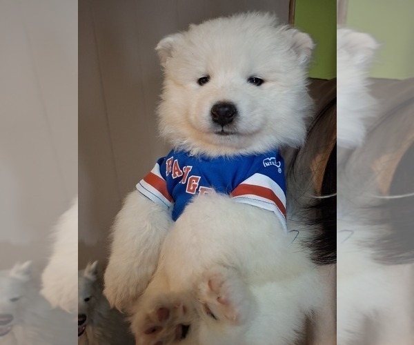 Medium Photo #1  Breeder Profile in STATEN ISLAND, NY, USA