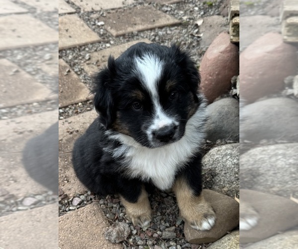 Medium Photo #3  Breeder Profile in ASPEN, CO, USA
