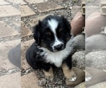 Small #2 Breeder Profile image