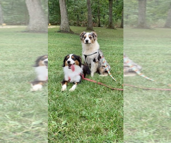 Medium Photo #1  Breeder Profile in SILEX, MO, USA