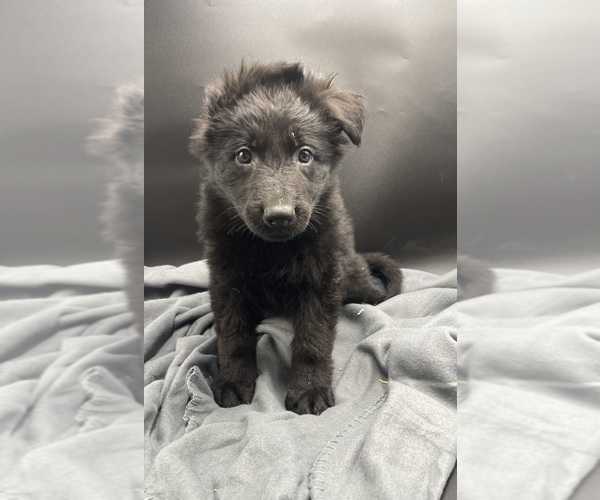 Medium Photo #1  Breeder Profile in SPANAWAY, WA, USA
