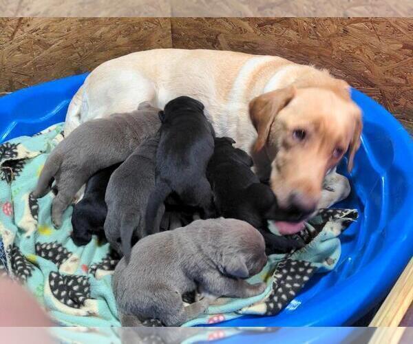 Medium Photo #8  Breeder Profile in EDINBURG, VA, USA