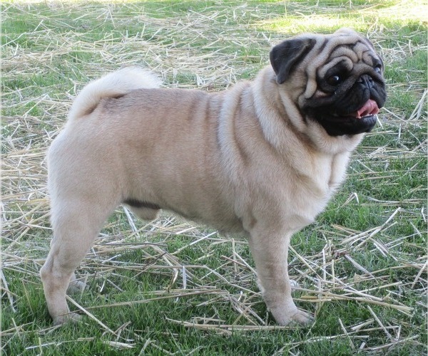 Medium Photo #1  Breeder Profile in ORRVILLE, OH, USA