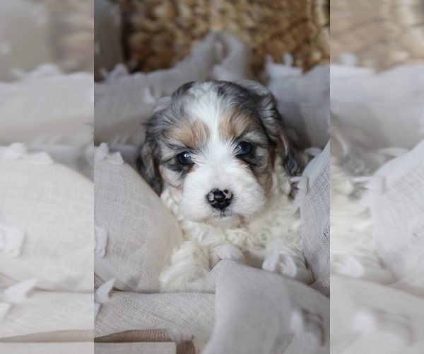 Medium Photo #5  Breeder Profile in WEST SALEM, OH, USA