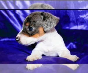 Dachshund Dog Breeder near BLMGTN, IN, USA