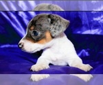 Small breeder photo