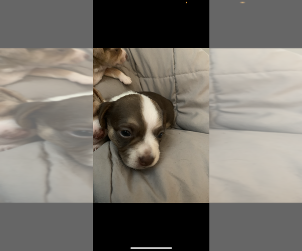 Medium Photo #5  Breeder Profile in NORTH PROVIDENCE, RI, USA