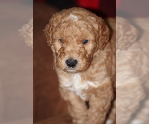 Medium Photo #1  Breeder Profile in ALPENA, MI, USA
