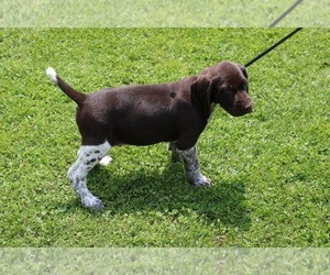 German Shorthaired Pointer Dog Breeder near SCHDY, NY, USA