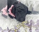 Small #6 Breeder Profile image