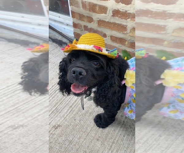Medium Photo #1  Breeder Profile in CHICAGO, IL, USA
