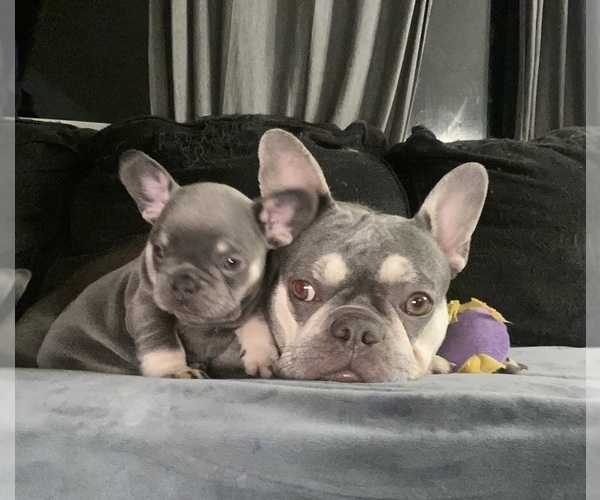 Medium Photo #5  Breeder Profile in MAPLE GROVE, MN, USA