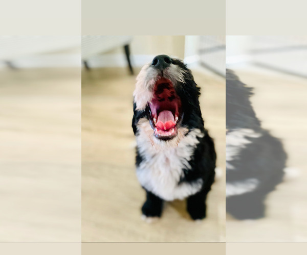 Medium Photo #21  Breeder Profile in FLEMING ISLAND, FL, USA