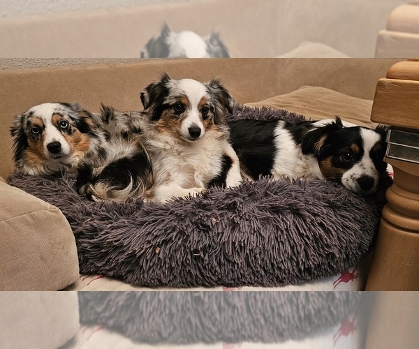 Medium Photo #4  Breeder Profile in SALEM, OR, USA