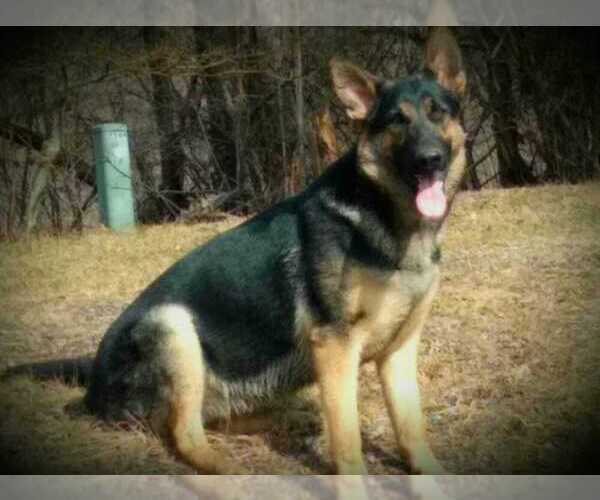 Medium Photo #4  Breeder Profile in ONEONTA, NY, USA