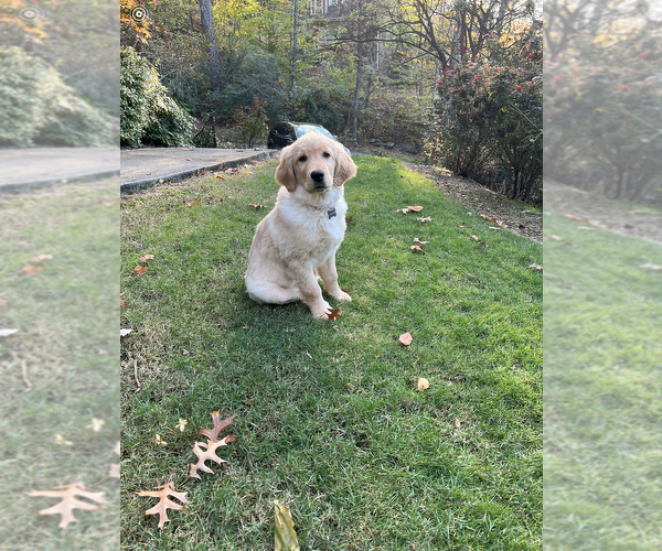 Medium Photo #36  Breeder Profile in SUWANEE, GA, USA