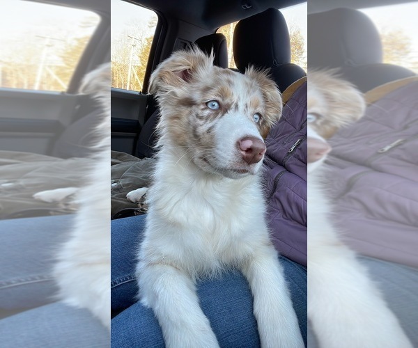 Medium Photo #15  Breeder Profile in BELMONT, VT, USA