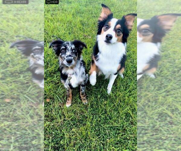 Medium Photo #82  Breeder Profile in HOMERVILLE, GA, USA