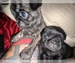 Small #1 Breeder Profile image