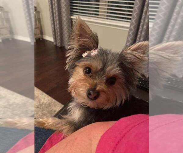 Medium Photo #1  Breeder Profile in TALALA, OK, USA